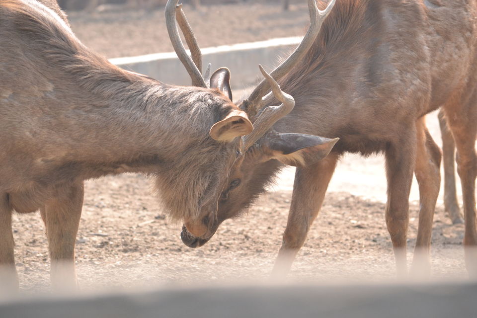 Photo of Zoo, Pragati Maidan, New Delhi, Delhi, India by The_Budget_Backpacker
