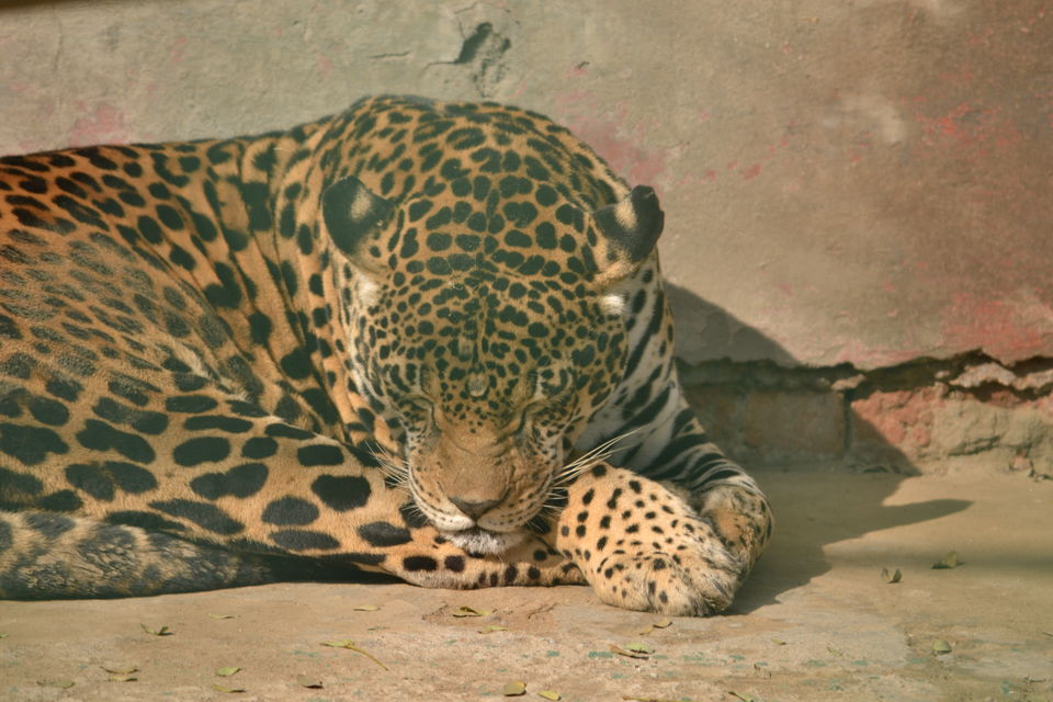 Photo of Zoo, Pragati Maidan, New Delhi, Delhi, India by The_Budget_Backpacker