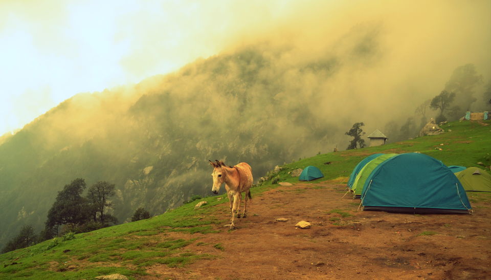Photo of Triund Trek Trail, Trail to Triund Hill, Dharamshala, Himachal Pradesh, India by The_Budget_Backpacker