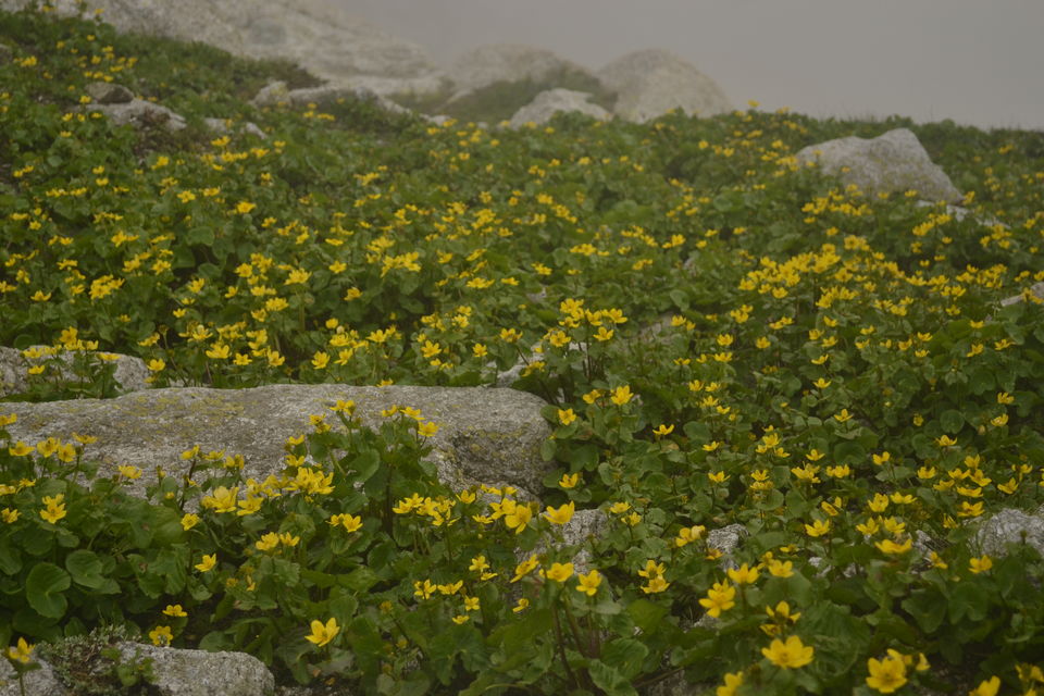 Photo of Indrahar Pass Trail, Dhar Alangari, Himachal Pradesh, India by The_Budget_Backpacker