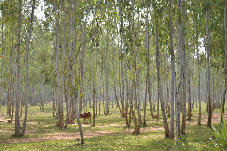 Photo of The cultural hamlet on red soil – Shantiniketan by The_Budget_Backpacker