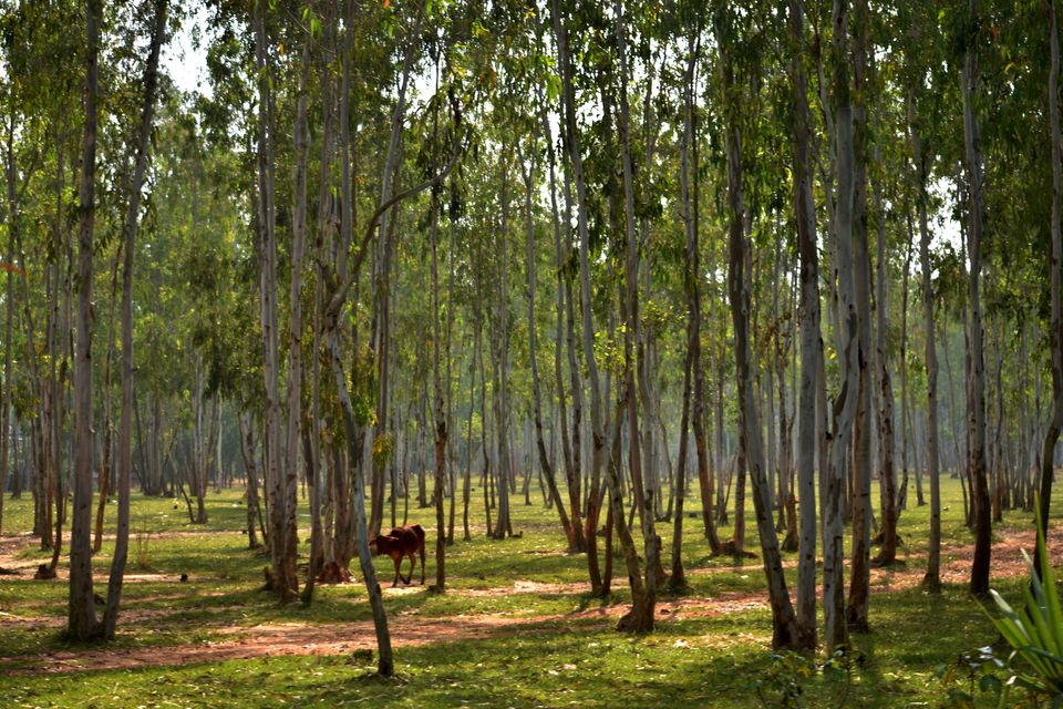 Photo of The cultural hamlet on red soil – Shantiniketan by The_Budget_Backpacker