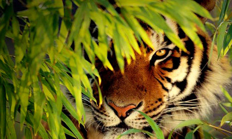Photo of Sunderbans – The eroding mangroves of Endangered Royal bengal Tigers 1/1 by The_Budget_Backpacker