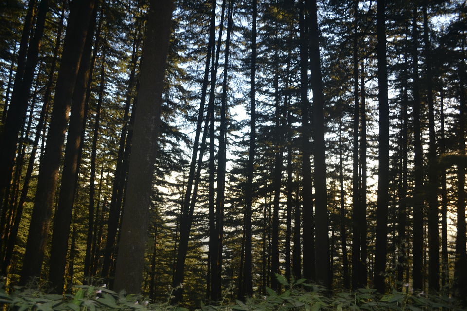 Photo of Kufri, Himachal Pradesh, India by The_Budget_Backpacker