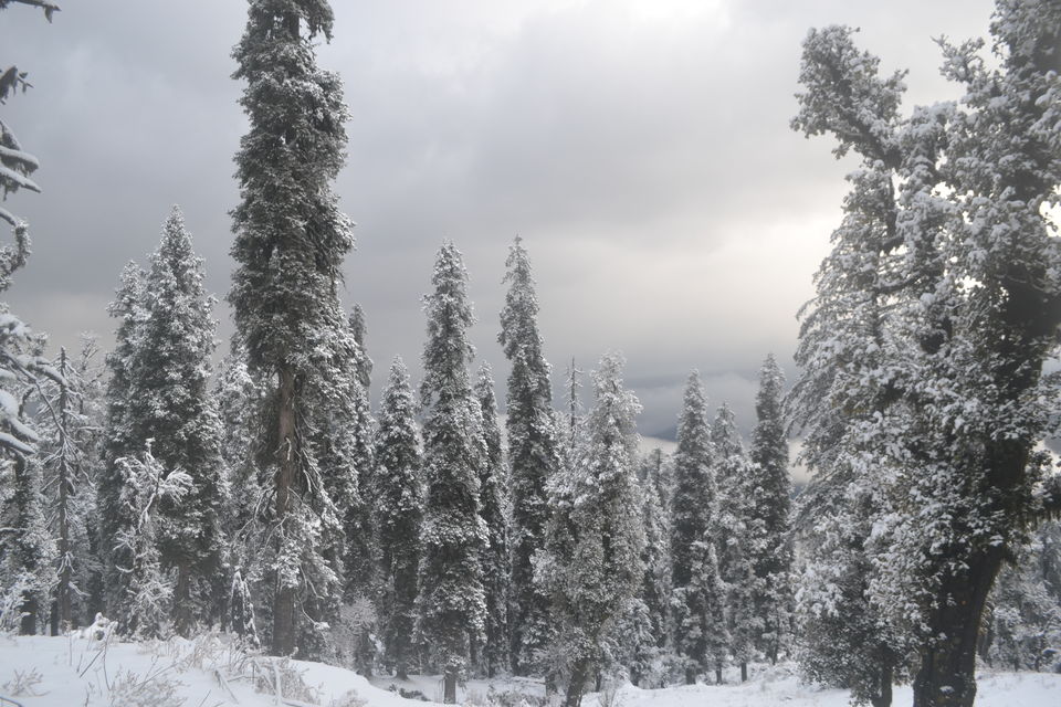 Photo of Strenuous yet Magical – Kedarkantha Trek 44/60 by The_Budget_Backpacker