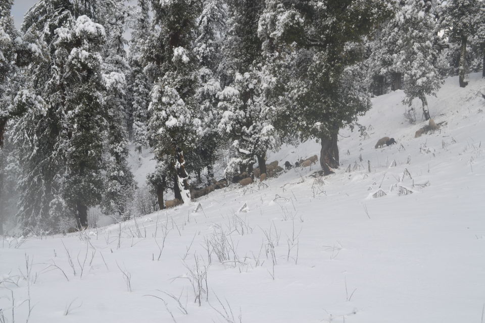 Photo of Strenuous yet Magical – Kedarkantha Trek 58/60 by The_Budget_Backpacker