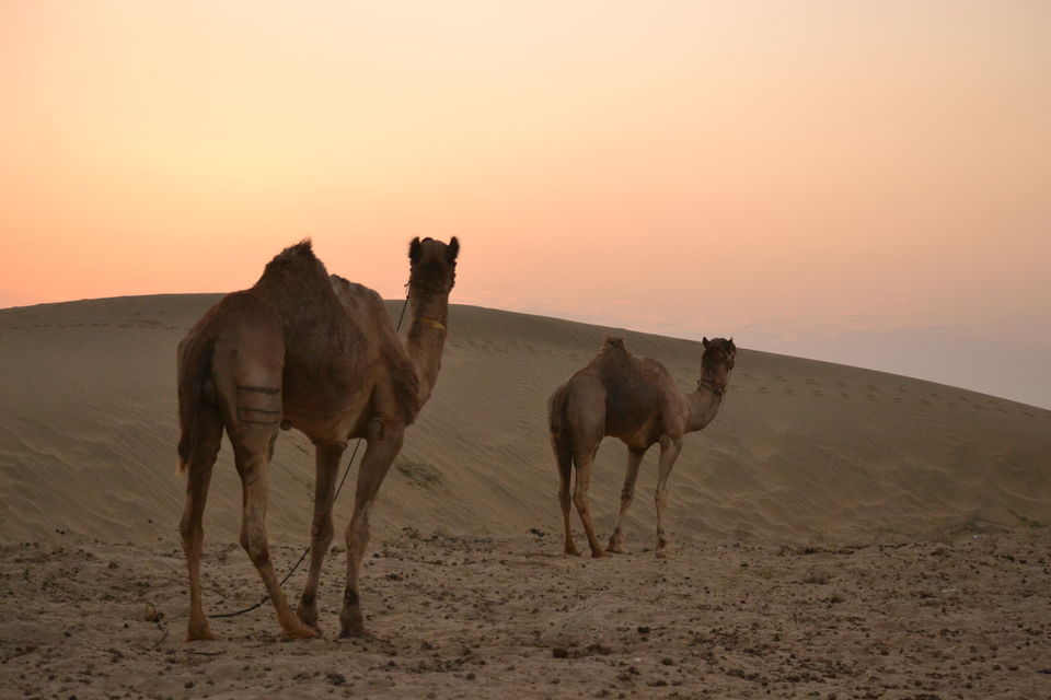 Photo of Thar Desert, Rajasthan by The_Budget_Backpacker