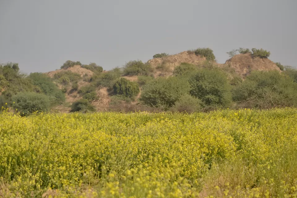 Photo of Chambal River by The_Budget_Backpacker