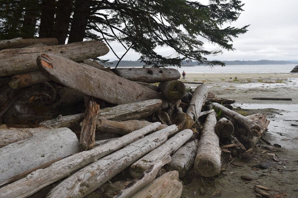 Photo of A trip to unconnected wild- Pacific Rim's, BC 5/6 by Jaya Sarathe Anne
