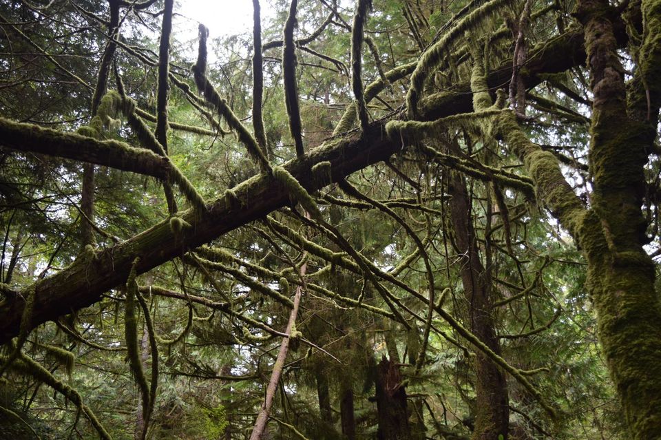Photo of A trip to unconnected wild- Pacific Rim's, BC 1/6 by Jaya Sarathe Anne