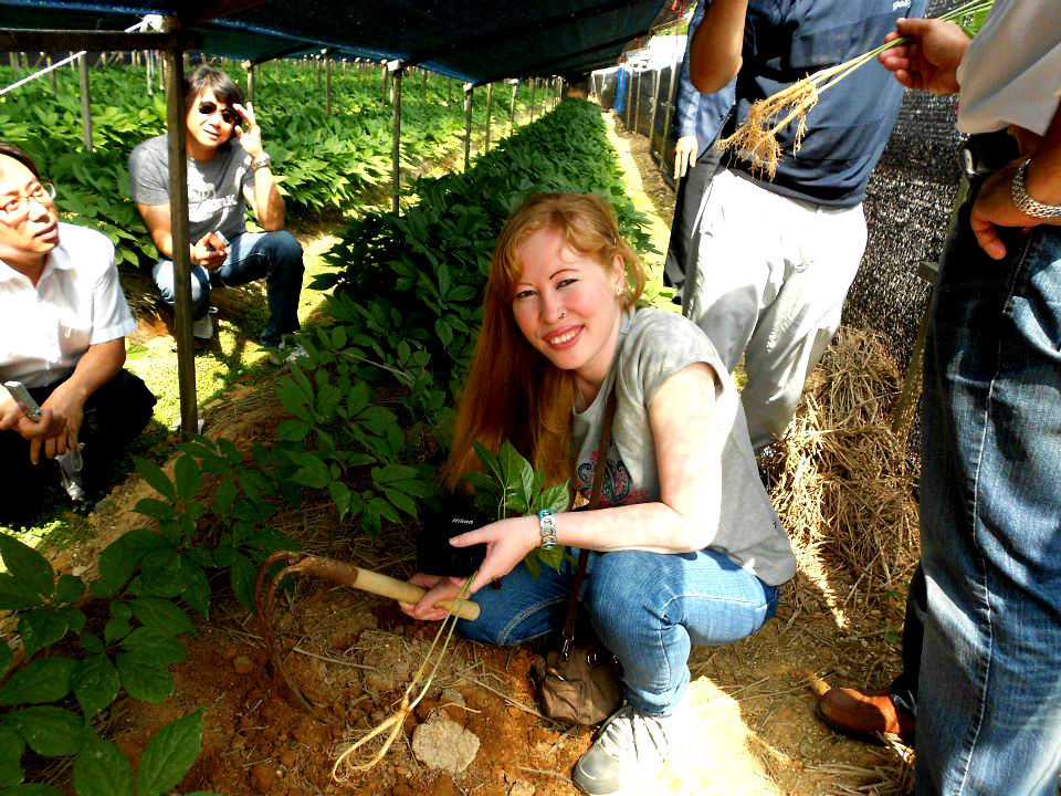 Photo of Don't forget -Ginseng- if you visit South Korea 1/4 by Jaya Sarathe Anne