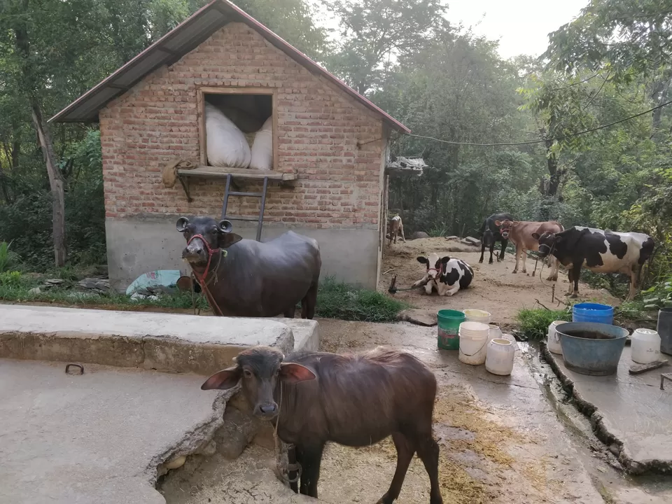 Photo of Mandi, Himachal Pradesh, India by Garvit Gupta