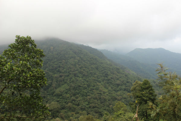 Photo of The Lush Green Forests Of This Misty Hill Station In Kerala Will Steal Your Heart 1/2 by E Jey