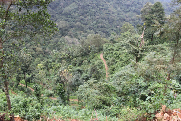 Photo of The Lush Green Forests Of This Misty Hill Station In Kerala Will Steal Your Heart 2/2 by E Jey
