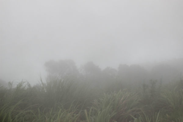 Photo of The Lush Green Forests Of This Misty Hill Station In Kerala Will Steal Your Heart by E Jey