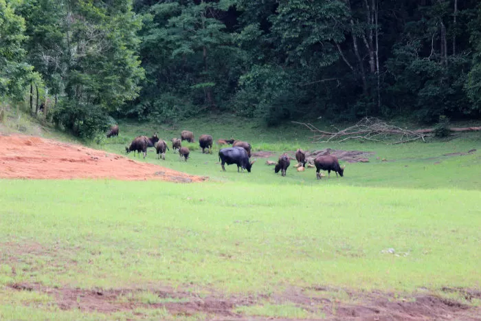 Photo of What To See And Explore In Thekkady by E Jey