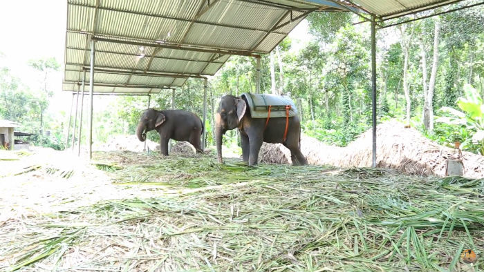 Photo of Bucket List Experience: Trekking Through The Spice Plantations Of Kerala's Kumily by E Jey