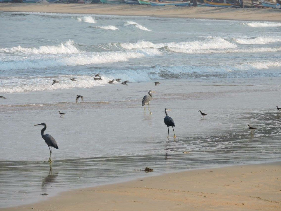Photo of Do Not Miss This Virgin Beach On Your Trip To Coastal Maharashtra by Kavi Thetraveler