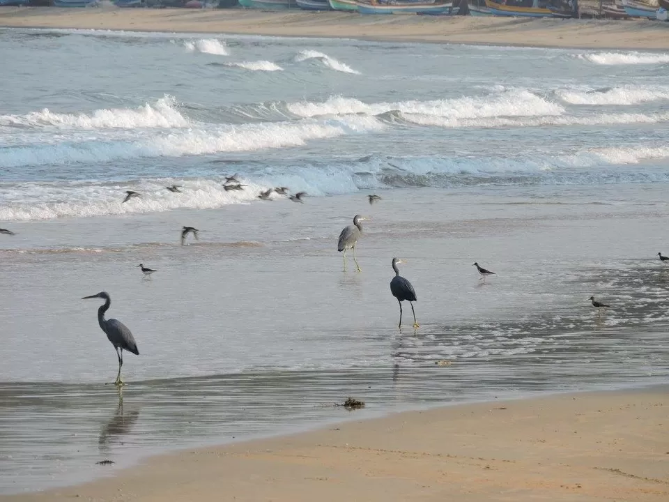 Photo of Do Not Miss This Virgin Beach On Your Trip To Coastal Maharashtra by Kavi Thetraveler