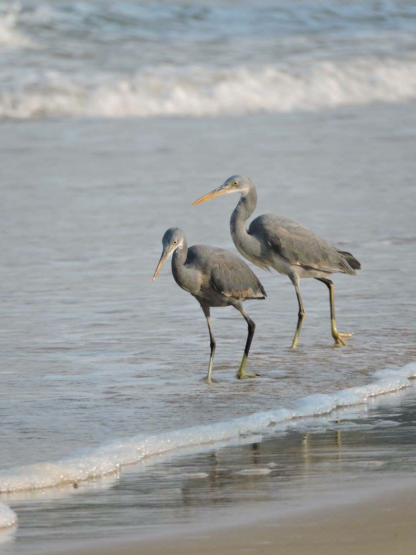 Photo of Do Not Miss This Virgin Beach On Your Trip To Coastal Maharashtra by Kavi Thetraveler