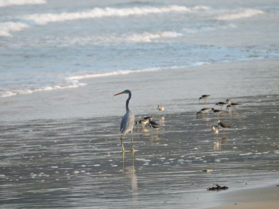 Photo of Do Not Miss This Virgin Beach On Your Trip To Coastal Maharashtra by Kavi Thetraveler