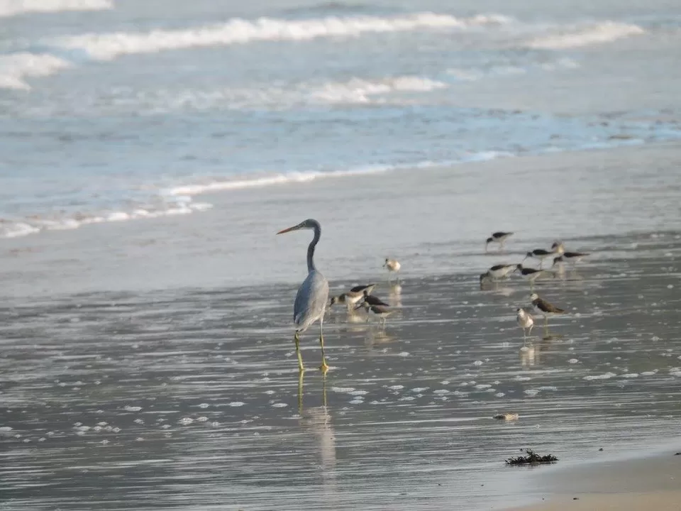 Photo of Do Not Miss This Virgin Beach On Your Trip To Coastal Maharashtra by Kavi Thetraveler