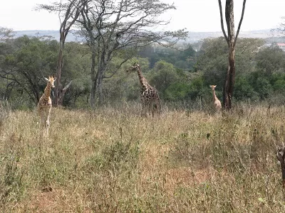 Photo of Nairobi National Park, Nairobi, Kenya by Pix
