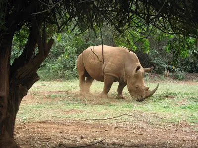 Photo of Nairobi National Park, Nairobi, Kenya by Pix