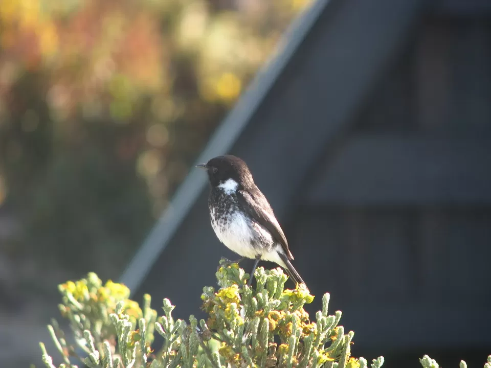 Photo of Kilimanjaro, Tanzania by Pix