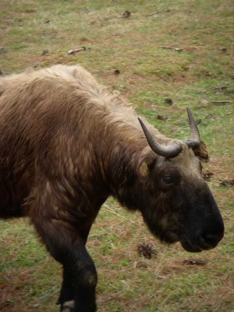 Photo of Thimpu, Thimphu, Bhutan by Pix