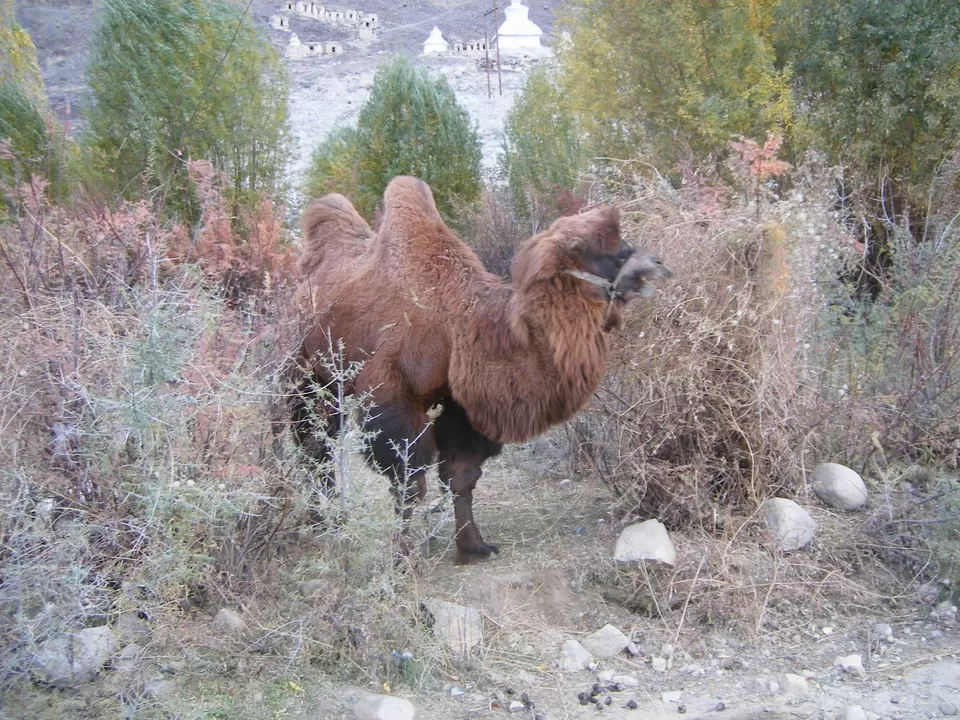 Photo of Lumla Village by Pix
