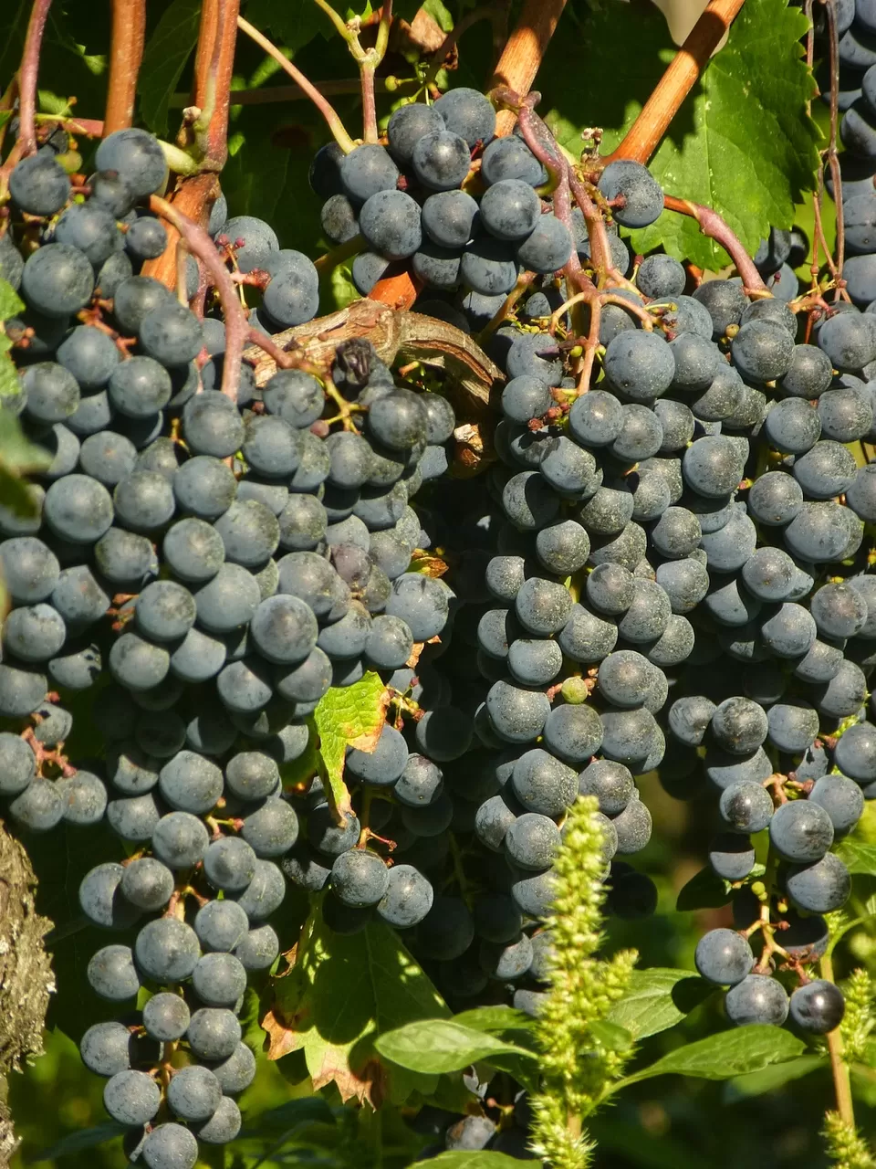 Photo of Saint-Émilion, France by Pix