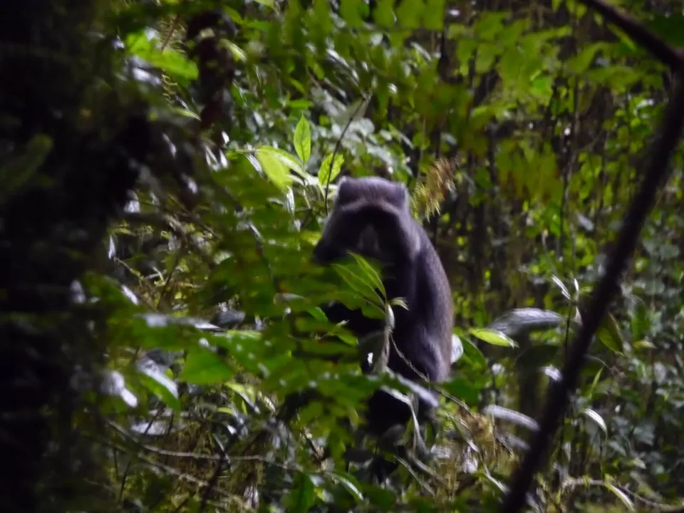 Photo of Kilimanjaro, Tanzania by Pix