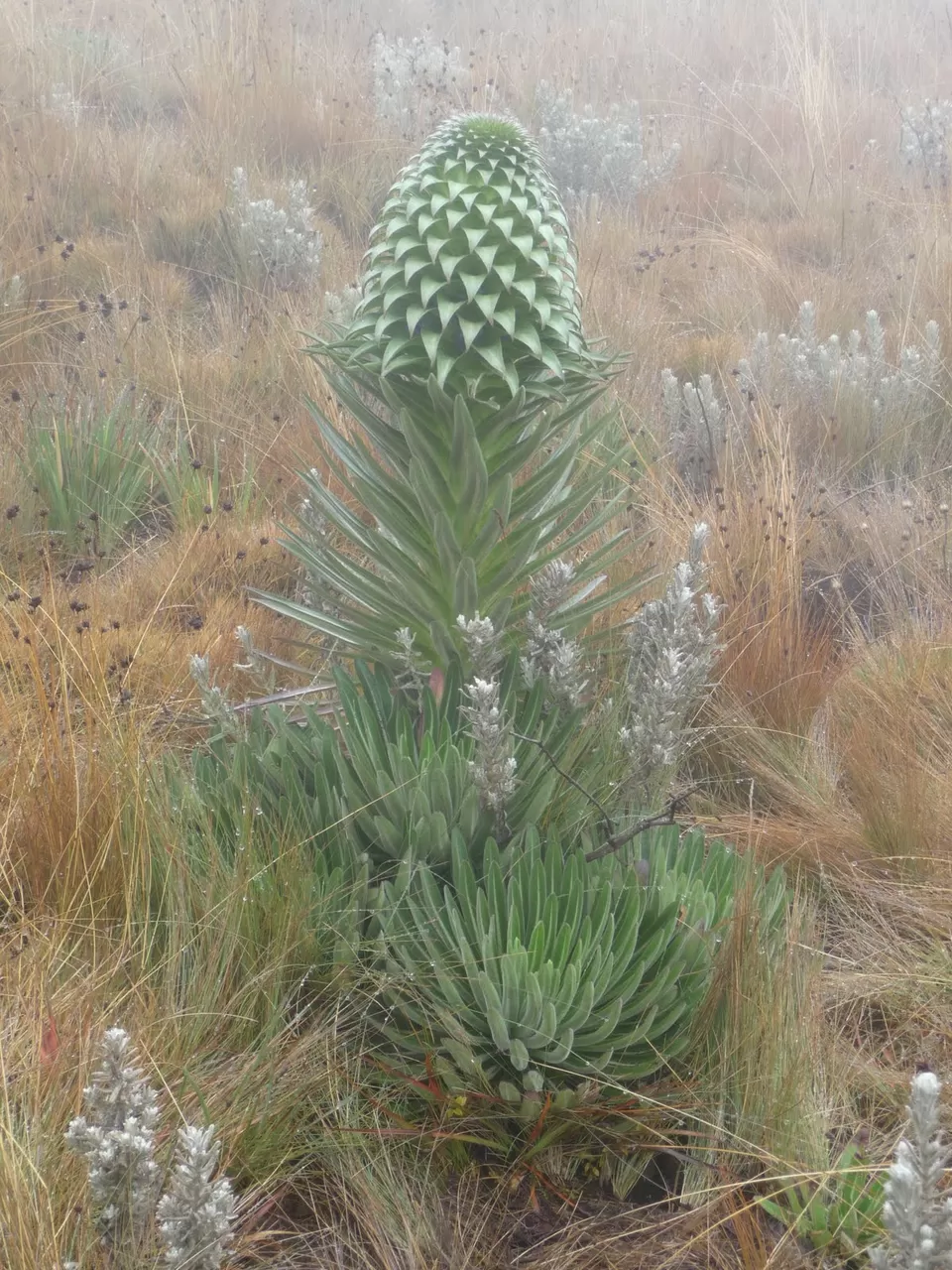 Photo of Kilimanjaro, Tanzania by Pix