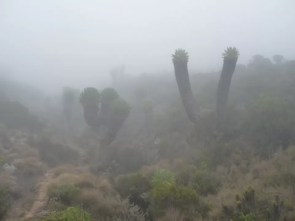Photo of Kilimanjaro, Tanzania by Pix
