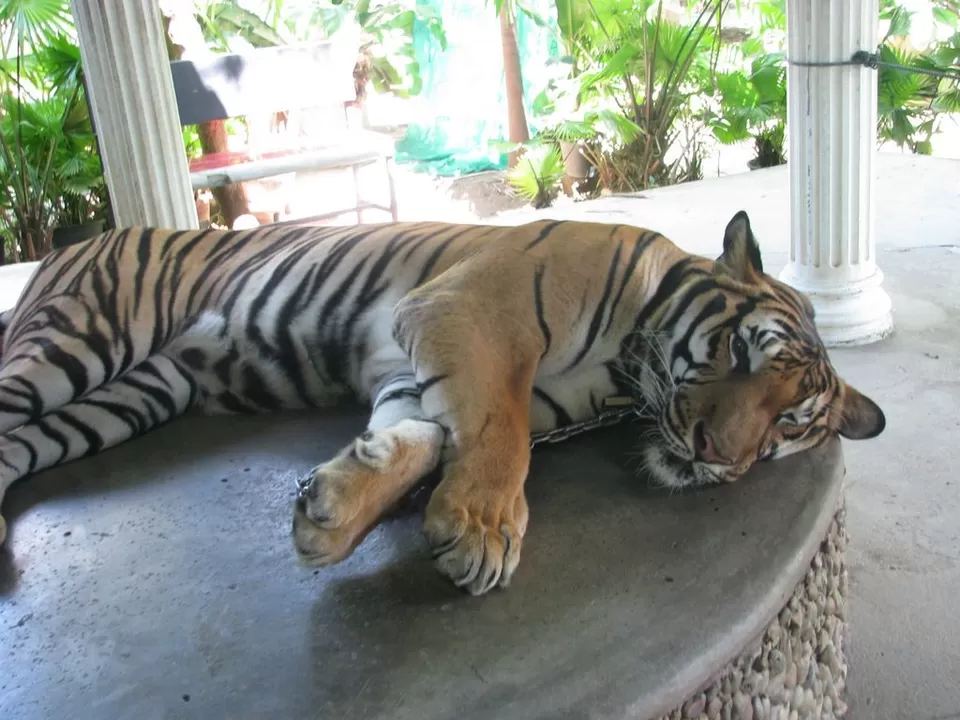 Photo of Phuket Thailand by Pix