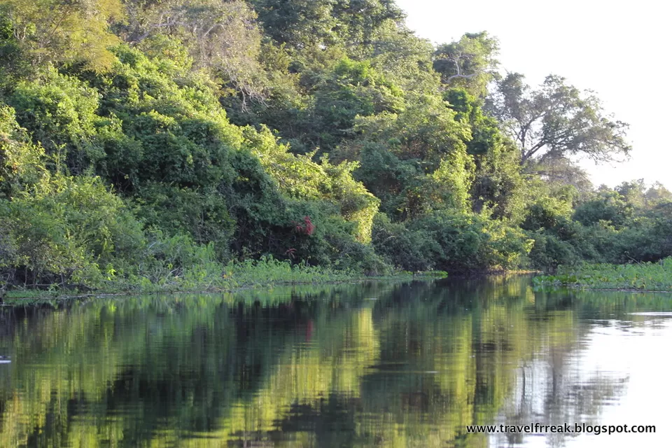 Photo of Pantanal - State of Paraná, Brazil by Pix