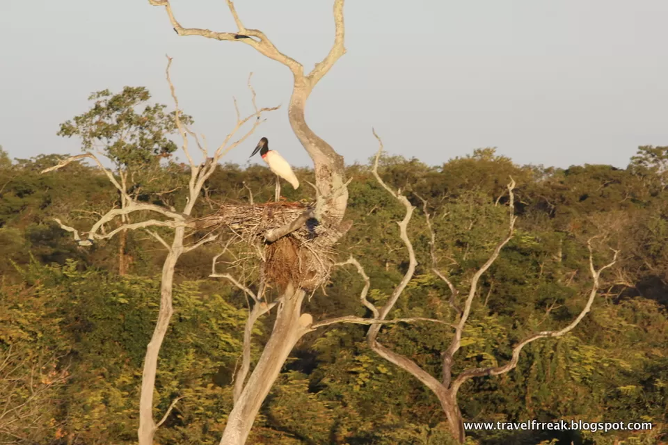 Photo of Pantanal - State of Paraná, Brazil by Pix