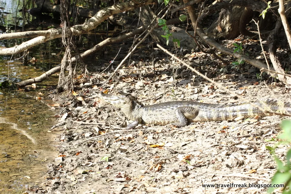Photo of Pantanal - State of Paraná, Brazil by Pix