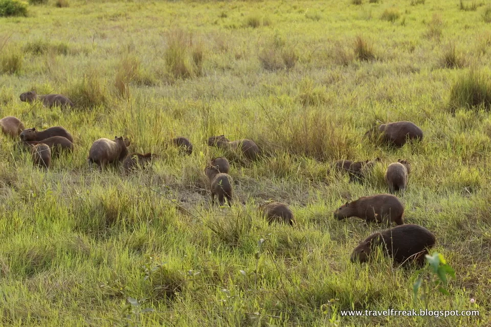 Photo of Pantanal - State of Paraná, Brazil by Pix