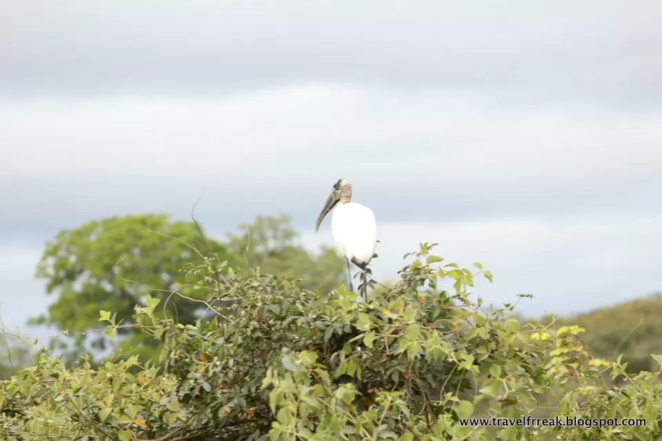 Photo of Pantanal - State of Paraná, Brazil by Pix