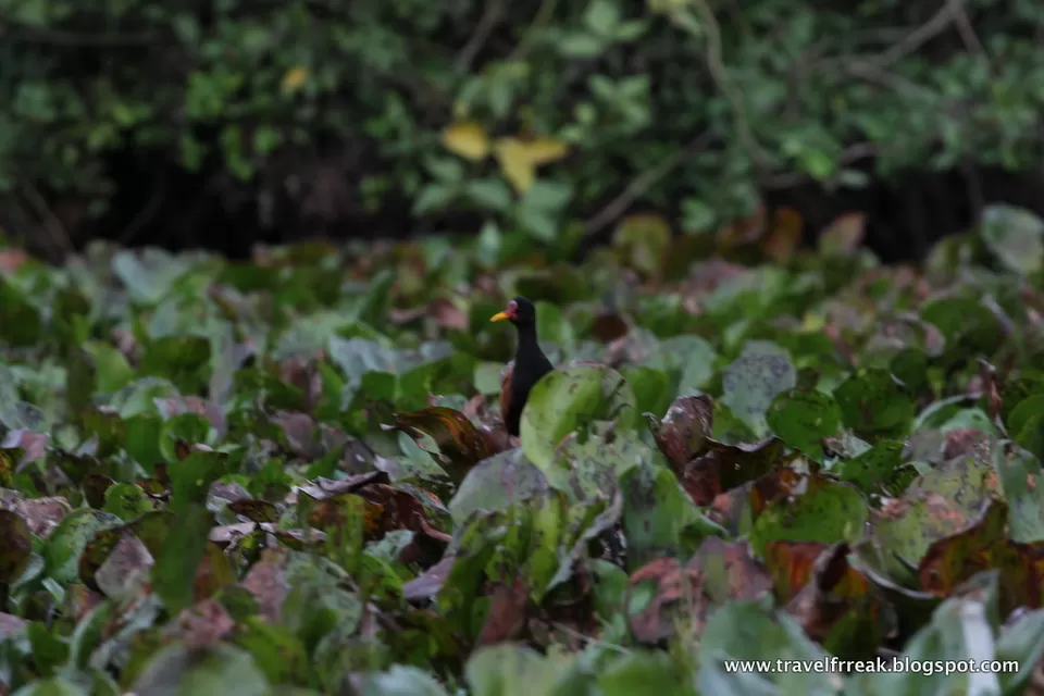 Photo of Pantanal - State of Paraná, Brazil by Pix