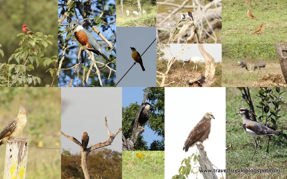 Photo of Pantanal - State of Paraná, Brazil by Pix