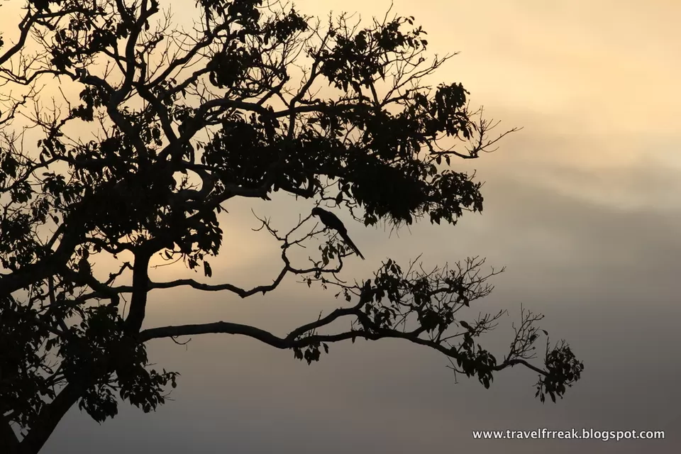 Photo of Pantanal - State of Paraná, Brazil by Pix