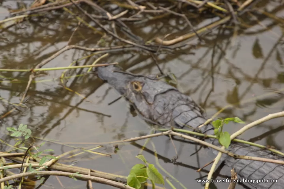 Photo of Pantanal - State of Paraná, Brazil by Pix