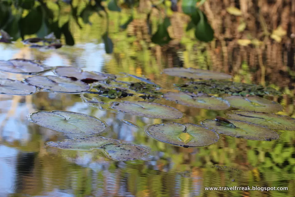 Photo of Pantanal - State of Paraná, Brazil by Pix