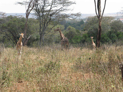 Photo of Africa Calling (1) : Stay in Nairobi 10/16 by Pix