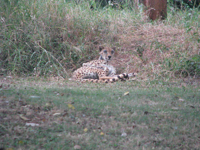 Photo of Africa Calling (1) : Stay in Nairobi 13/16 by Pix