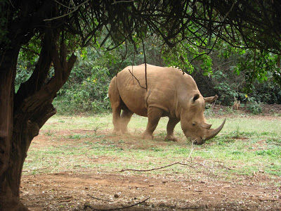 Photo of Africa Calling (1) : Stay in Nairobi 12/16 by Pix