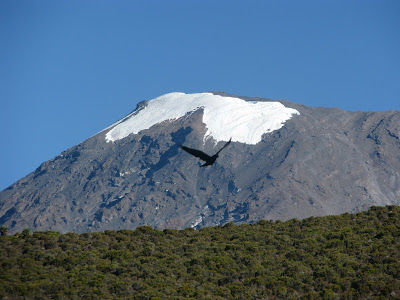 Photo of Trek up the Kilimanjaro 1/24 by Pix